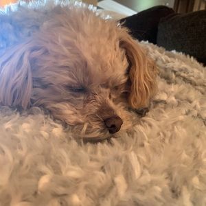 Meet your Posher, Annabelle